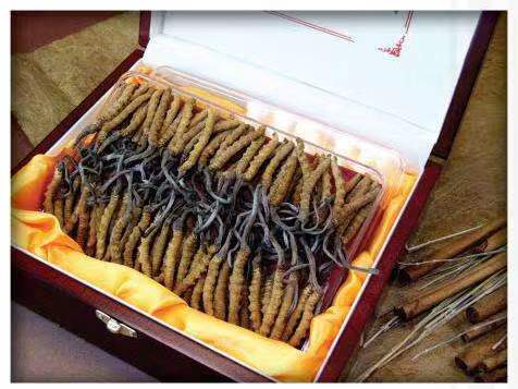 长安冬虫夏草回收?